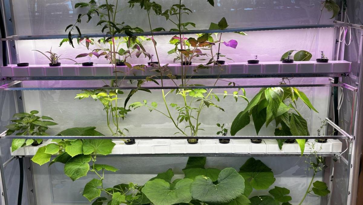 Hydroponie v plném proudu: Sklízíme první úrodu!