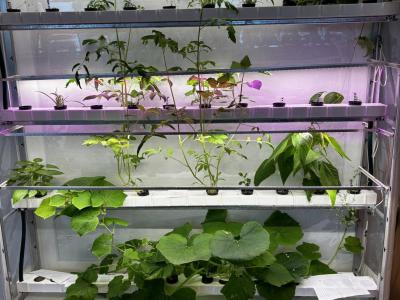 Hydroponie v plném proudu: Sklízíme první úrodu!