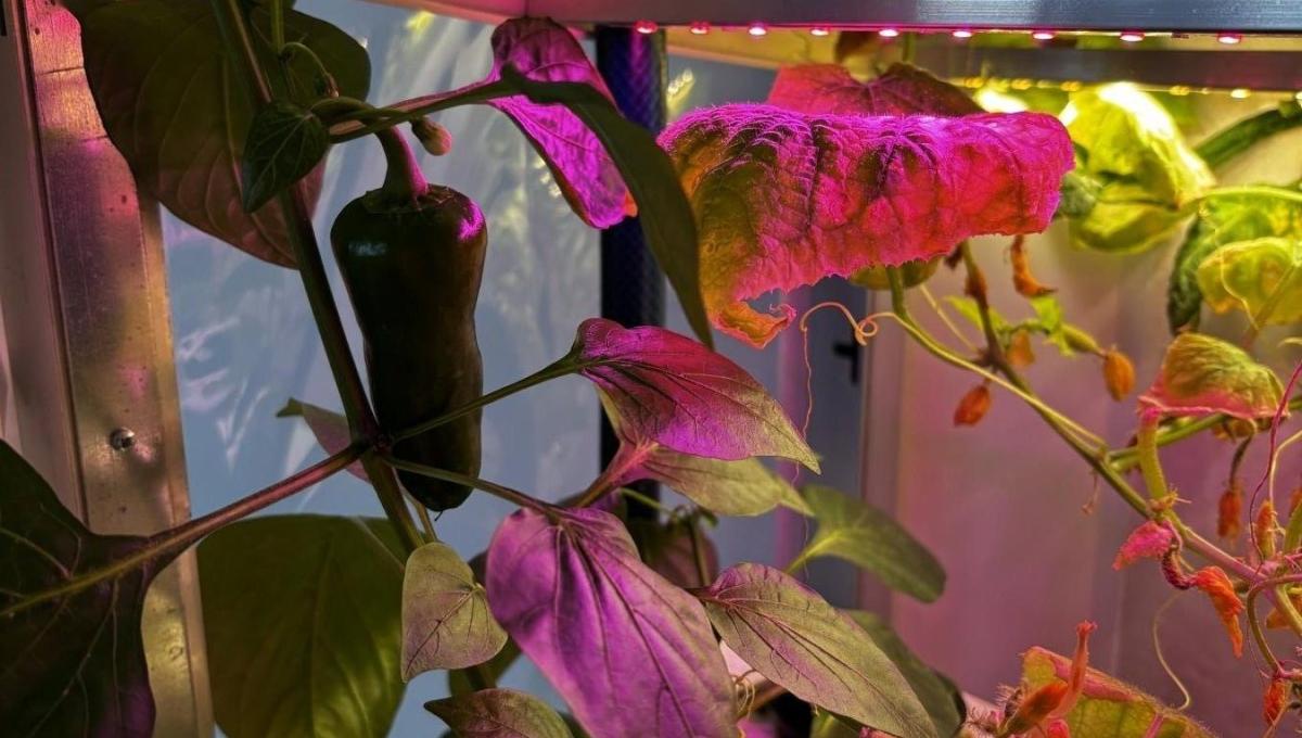 Hydroponie na ZŠ Libčická: moderní pěstování, které baví žáky